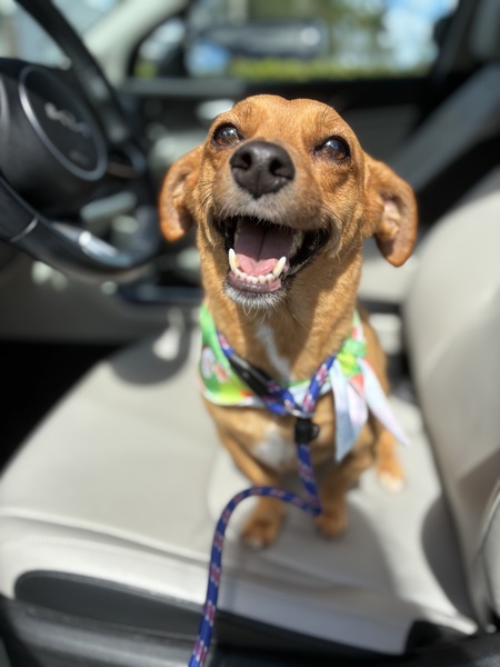 Entry image for Brody. Clicking this image will show a larger photo
