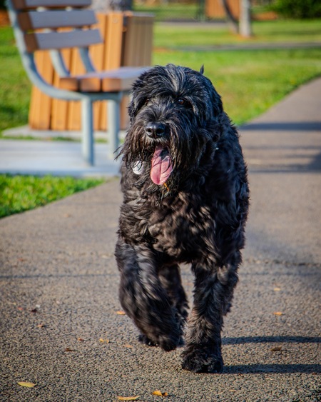 Entry image for Bentley. Clicking this image will show a larger photo