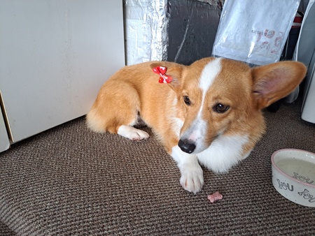 Entry image for SHELBY. Clicking this image will show a larger photo