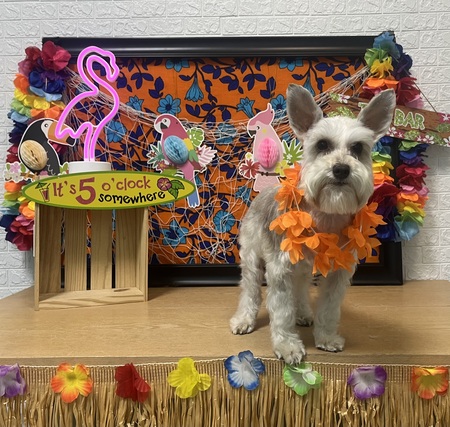 Entry image for Lulu. Clicking this image will show a larger photo