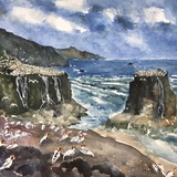 Entry image for Gannet Colonies at Muriwai, NZ