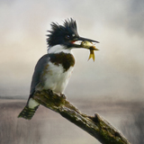 Entry image for King of the Marsh