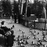 Entry image for Pigeon Park