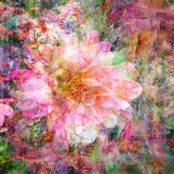 Entry image for Dahlia Dreams