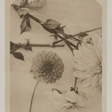 Entry image for Cut Flowers