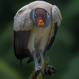 Entry image for King Vulture