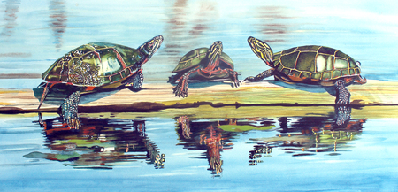 Entry image for Turtle Trio. Clicking this image will show a larger photo