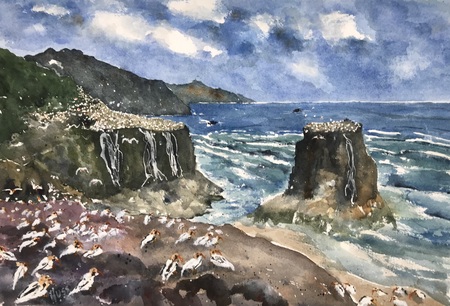 Entry image for Gannet Colonies at Muriwai, NZ. Clicking this image will show a larger photo