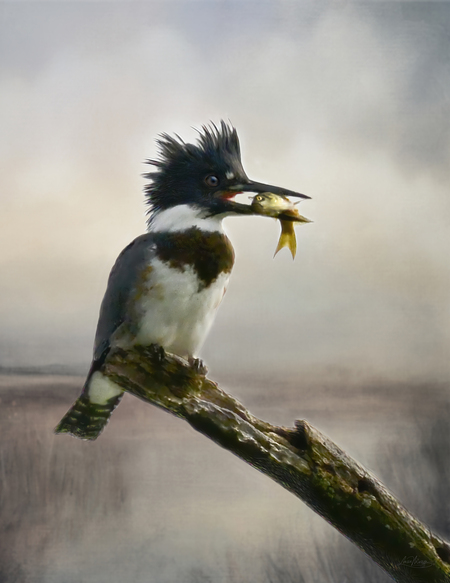 Entry image for King of the Marsh. Clicking this image will show a larger photo