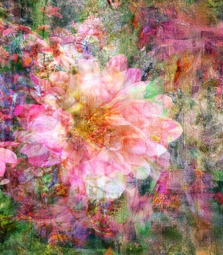 Entry image for Dahlia Dreams. Clicking this image will show a larger photo