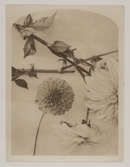 Entry image for Cut Flowers. Clicking this image will show a larger photo
