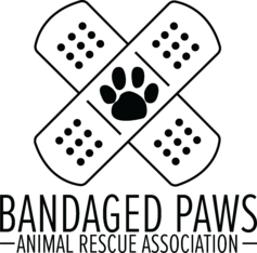 Logo for 2026 Pose for Paws Photo Contest