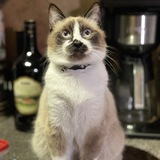 Entry image for King Julien