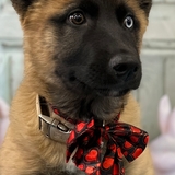 Entry image for Gideon