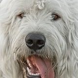 Entry image for Clifford