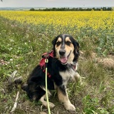 Entry image for Scout