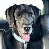 Entry image for Oakley