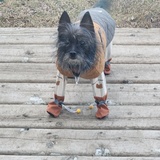 Entry image for BaeBae