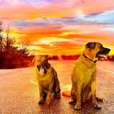 Entry image for Maximus & Zeus 