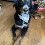 Entry image for Lucy 