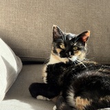 Entry image for Penelope