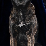 Entry image for Willow