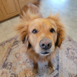 Entry image for Ranger (Dingleberry Dog)