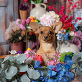 Entry image for Malibu