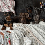 Entry image for Odie, Maggie, Daisy & Poppy