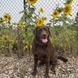 Entry image for Maggie
