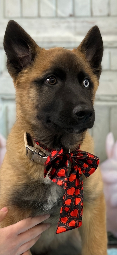 Entry image for Gideon. Clicking this image will show a larger photo