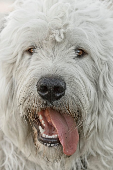 Entry image for Clifford. Clicking this image will show a larger photo