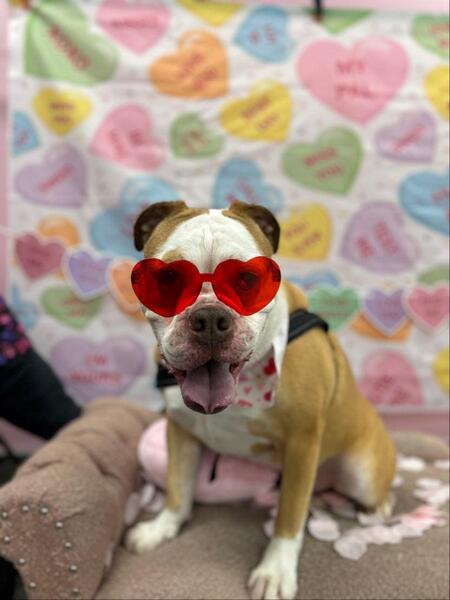 Entry image for Rexal Pup. Clicking this image will show a larger photo
