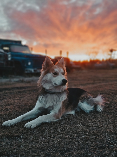 Entry image for Hendrix. Clicking this image will show a larger photo