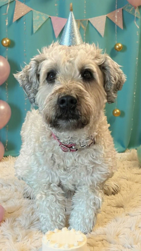 Entry image for Coco. Clicking this image will show a larger photo