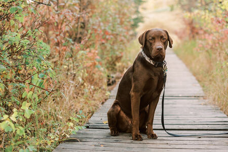 Entry image for Lennox. Clicking this image will show a larger photo