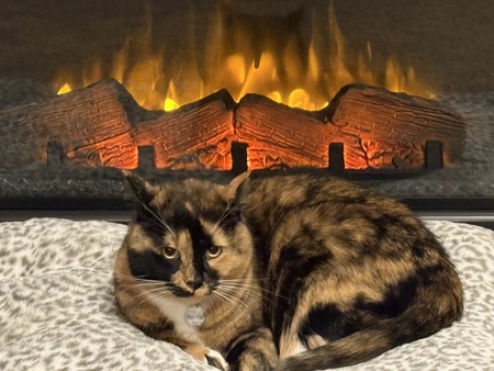 Entry image for Sage. Clicking this image will show a larger photo