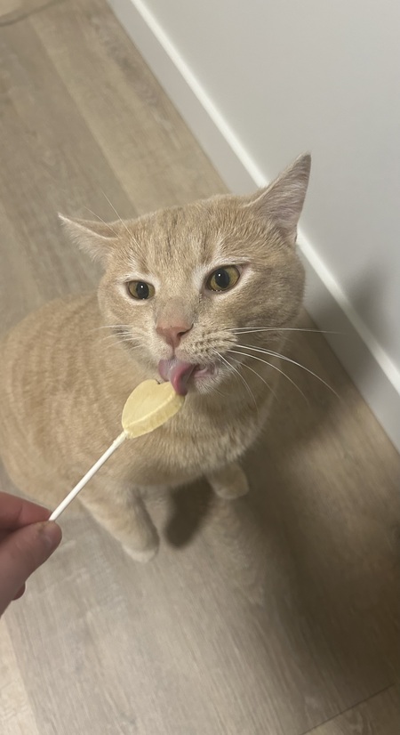 Entry image for Otis. Clicking this image will show a larger photo