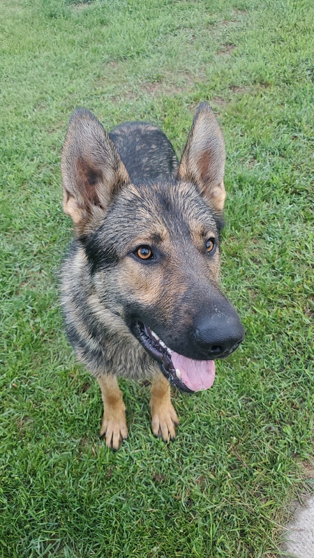 Entry image for Ruger. Clicking this image will show a larger photo
