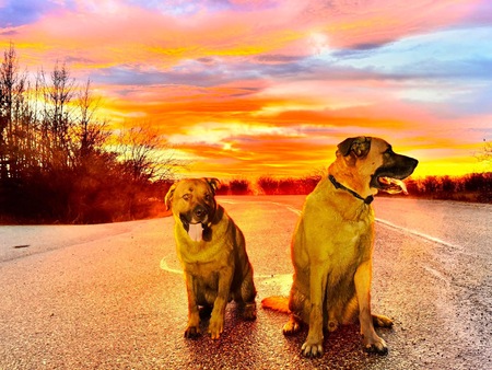 Entry image for Maximus & Zeus . Clicking this image will show a larger photo