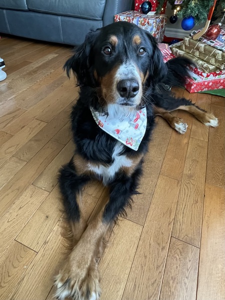 Entry image for Lucy . Clicking this image will show a larger photo