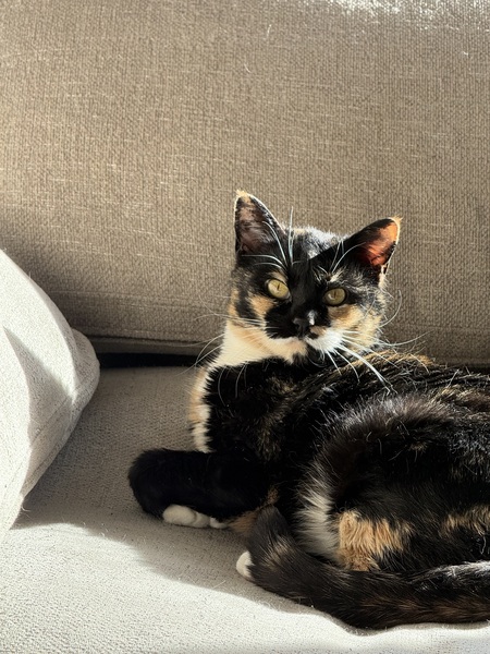 Entry image for Penelope. Clicking this image will show a larger photo