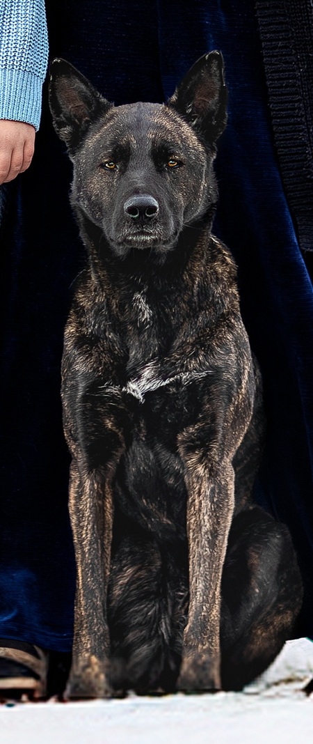 Entry image for Willow. Clicking this image will show a larger photo