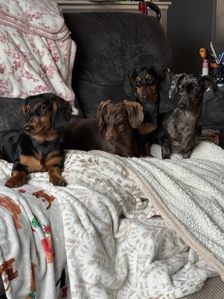 Entry image for Odie, Maggie, Daisy & Poppy. Clicking this image will show a larger photo
