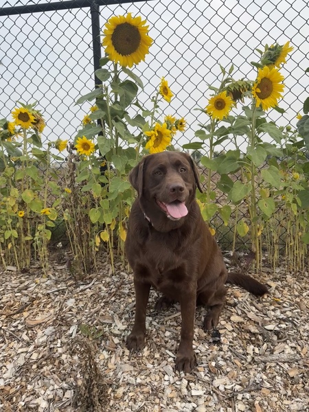 Entry image for Maggie. Clicking this image will show a larger photo
