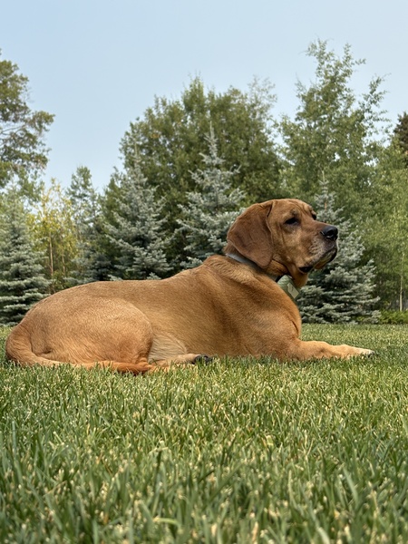 Entry image for Stella. Clicking this image will show a larger photo