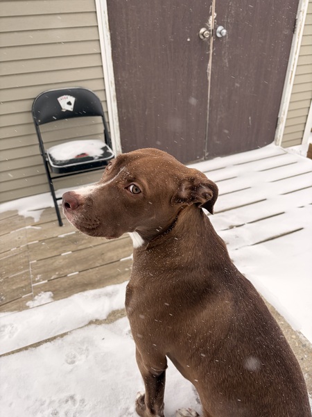 Entry image for Rosie. Clicking this image will show a larger photo