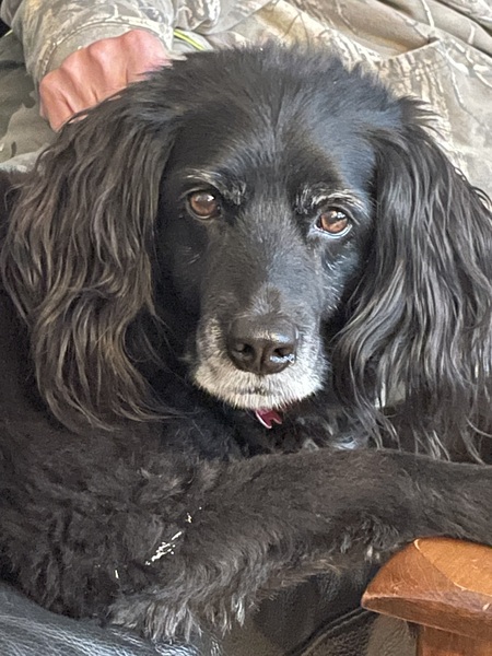 Entry image for Macy. Clicking this image will show a larger photo