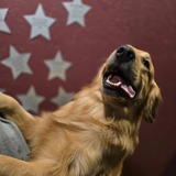 Entry image for Tuffy