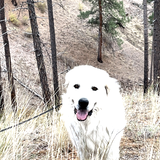 Entry image for Nick